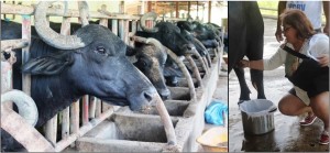 Carabao milk to help increase farmers incomes, this is what the Bohol Dairy Production and Marketing Enterprise is looking at in 2020, and its plan to infuse foreign breeds into the local breeds may increase milk production, a project funded now by the WB-DA PRDP. (rac/PIA-7/Bohol)
